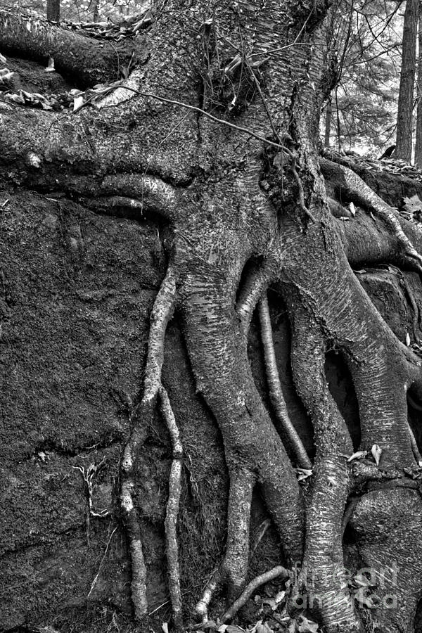 McConnells Mill Forest Roots Black And White Photograph by Adam Jewell