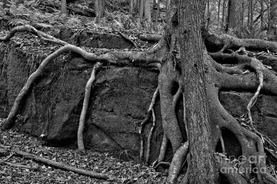 McConnells Mill Twisted Roots Black And White Photograph by Adam Jewell