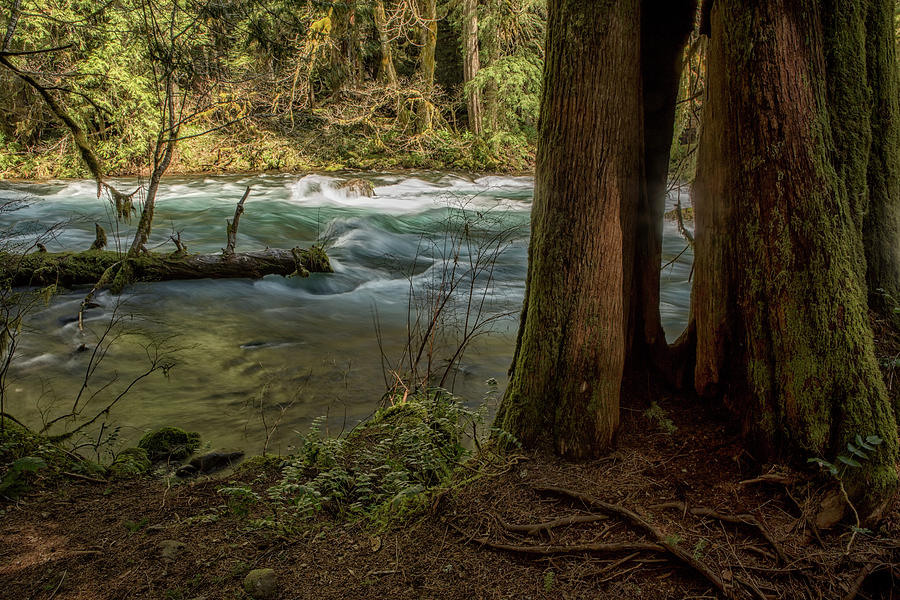 McKenzie River Along the Trail by Belinda Greb McKenzie River Along the Trail by Belinda Greb