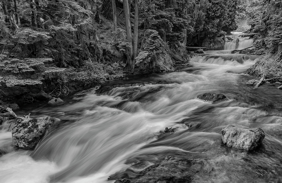 Black And White Photograph - McKenzie River - Black and White by Loree Johnson
