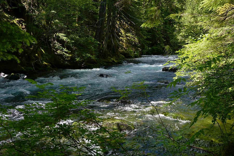 McKenzie River Oregon Photograph by Brett Harvey | Fine Art America