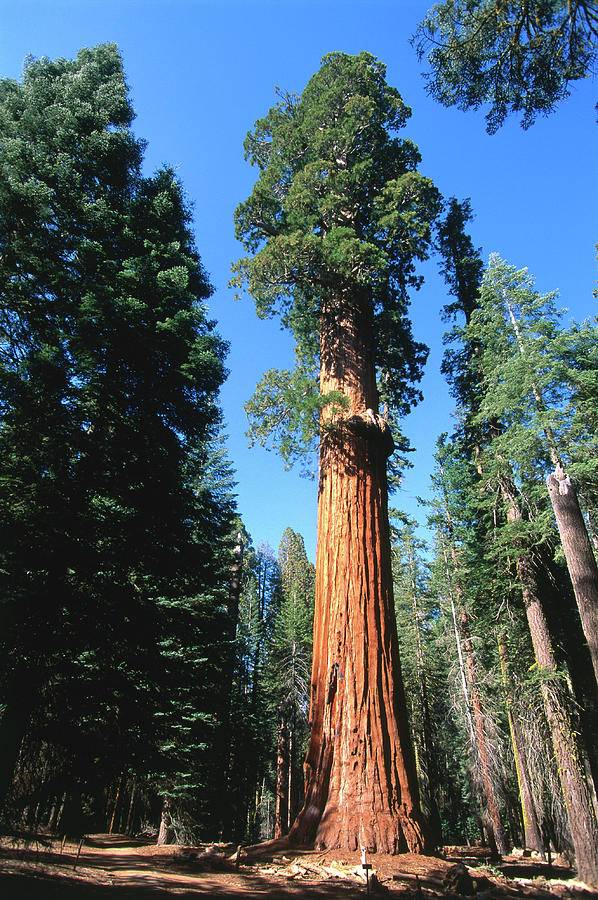 Sequoia National Park Photograph - Mckinley Tree On The Congress Trail - by John Elk