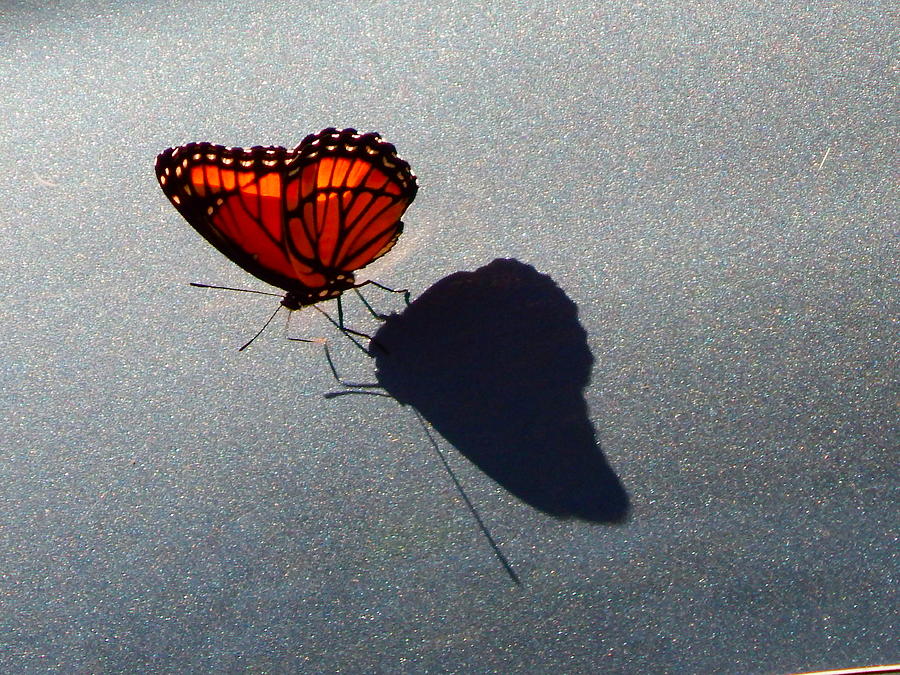 me and my shadow by Virginia Kay White me and my shadow by Virginia Kay White