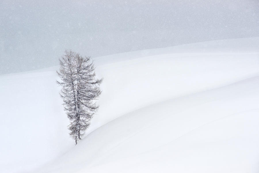Winter Photograph - Me In A Snowfall by Vito Miribung
