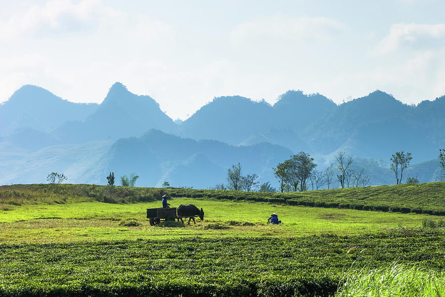 Meadow And Tea Plantations In Moc Chau Photograph by 117 Imagery