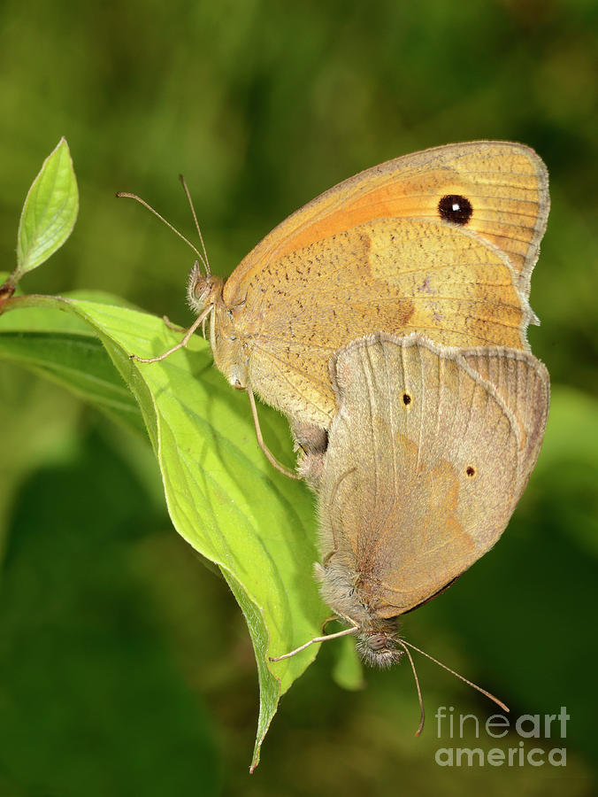 Meadow Brown Butterflies Mating Photograph by Nigel Downer/science Photo Library