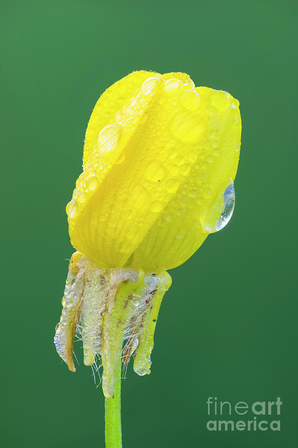 Meadow Buttercup Flower Photograph by Ozgur Kerem Bulur/science Photo Library