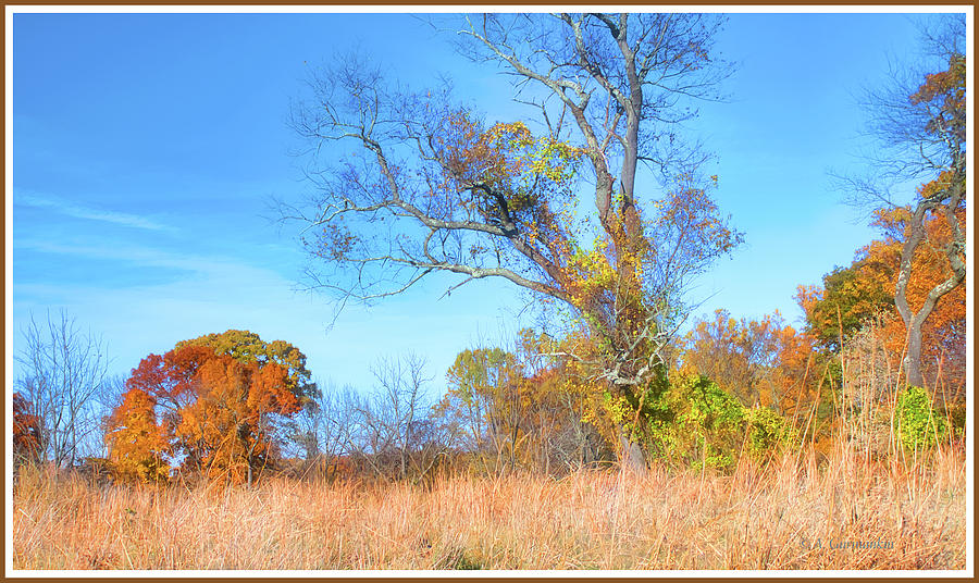 Meadow Edge in Autumn, Montgomery County, Pennsylvania Photograph by A Macarthur Gurmankin