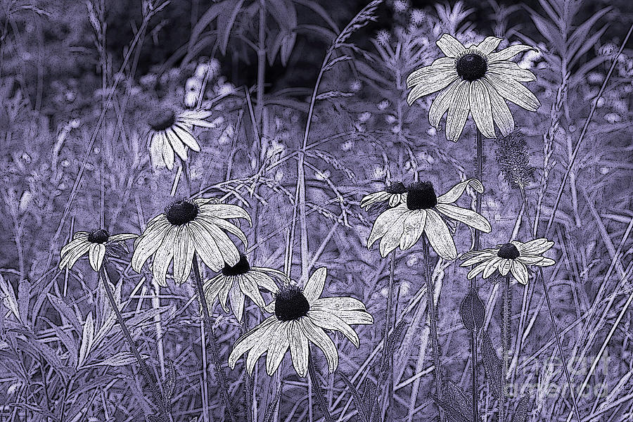 Meadow Expressions 2 Photograph by Mike Eingle