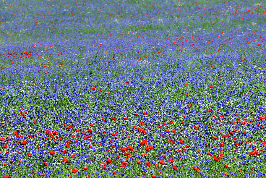 Meadow Flowering Photograph by Vittorio Ricci - Italy