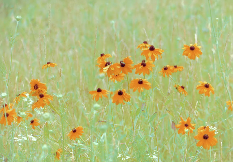 Meadow Flowers II Photograph by Richard Ortolano