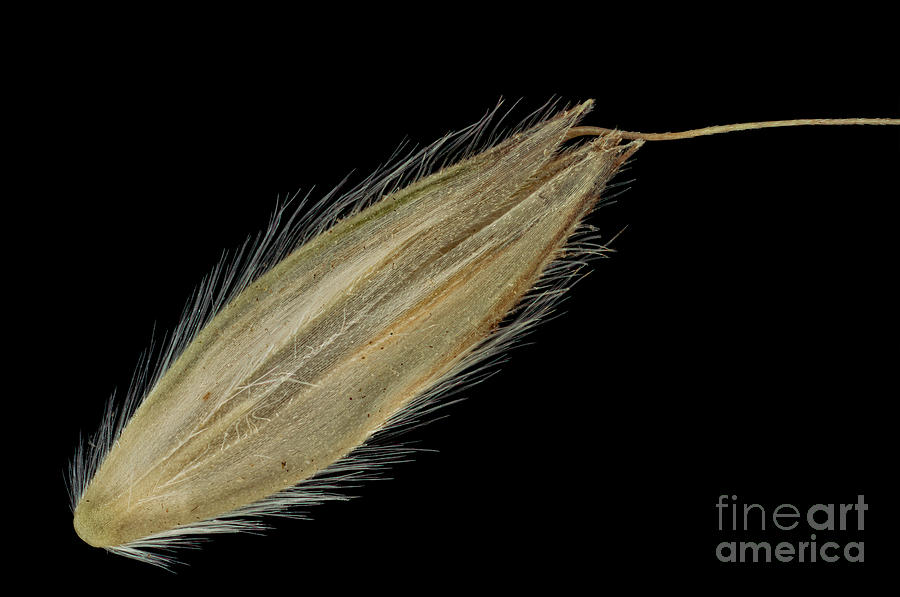 Meadow Foxtail (alopecurus Pratensis) Seed Photograph by Frank Fox/science Photo Library
