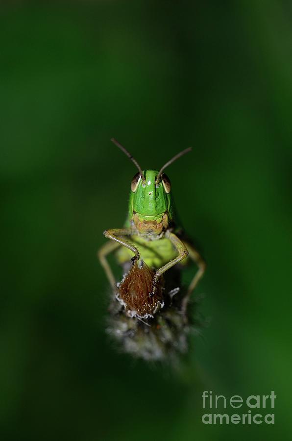 Meadow Grasshopper Photograph by Colin Varndell/science Photo Library