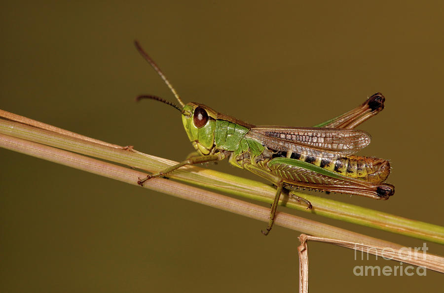 Meadow Grasshopper Photograph by Natural History Museum, London/science ... Biology Diagrams