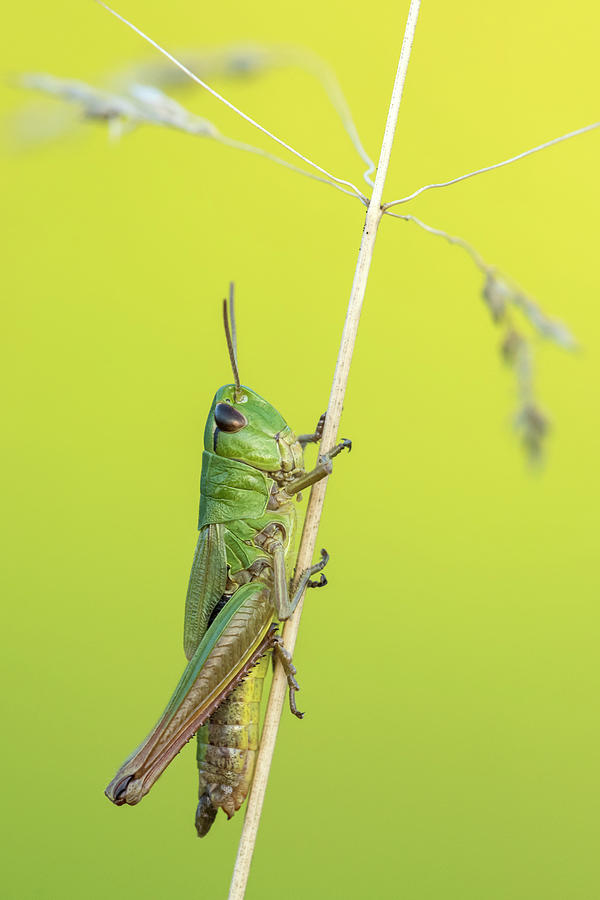 Meadow Grasshopper Vealand Farm Devon Uk Photograph By Ross