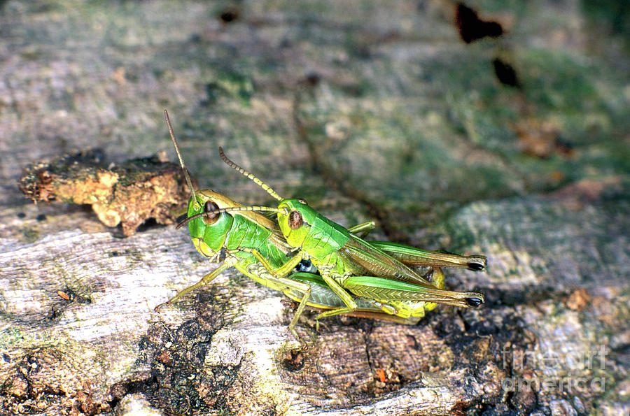 Meadow Grasshoppers Mating Photograph by Dr Keith Wheeler/science Photo Library