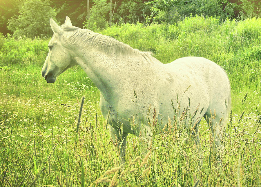Meadow Gray Photograph by Dressage Design