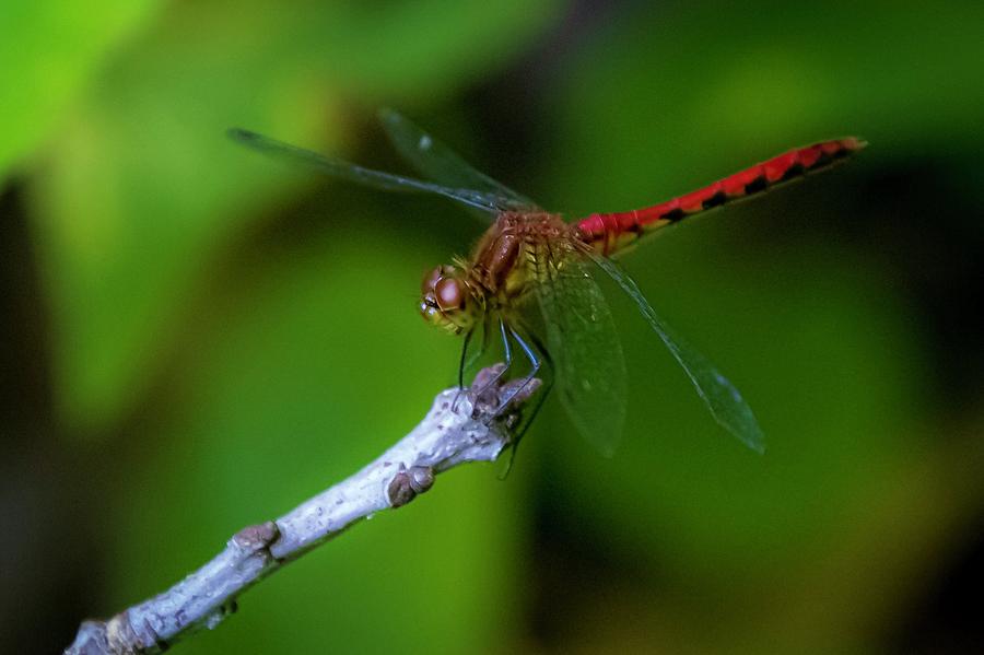 Meadow Hawk Dragonfly Photograph by Terri Hart-Ellis