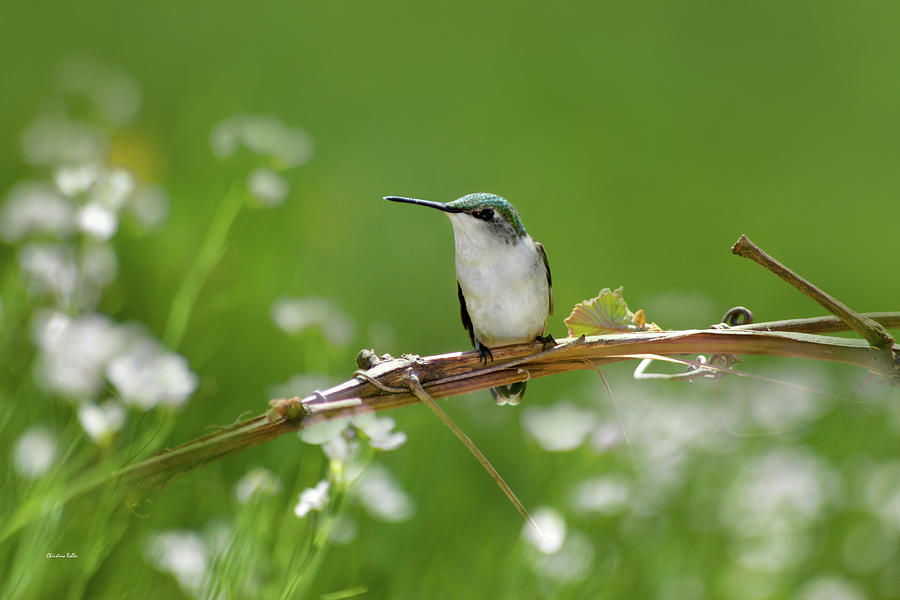Meadow Hummingbird Photograph by Christina Rollo
