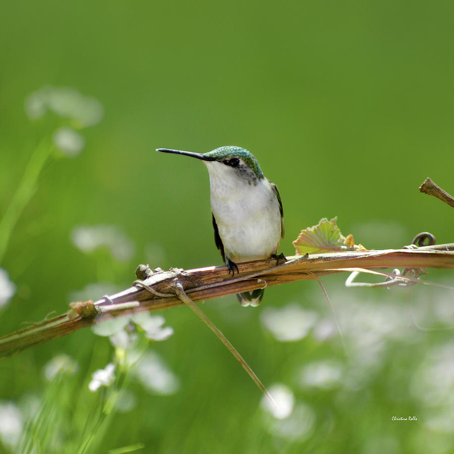 Meadow Hummingbird Square Photograph by Christina Rollo