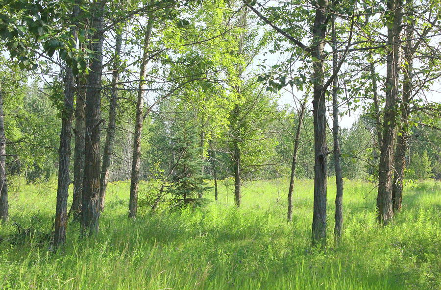 Meadow In The Woodlands Photograph