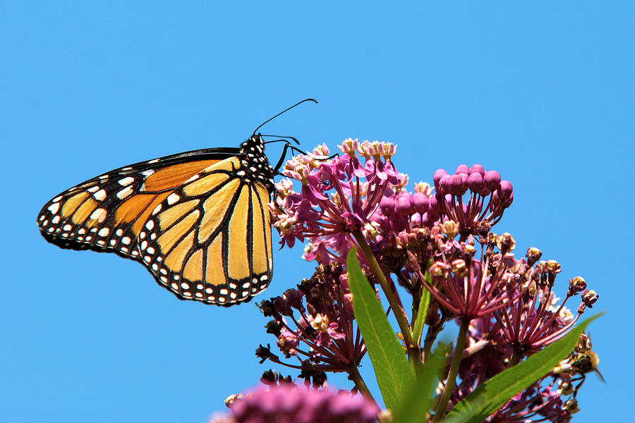 Meadow Monarch Butterfly Photograph by Christina Rollo
