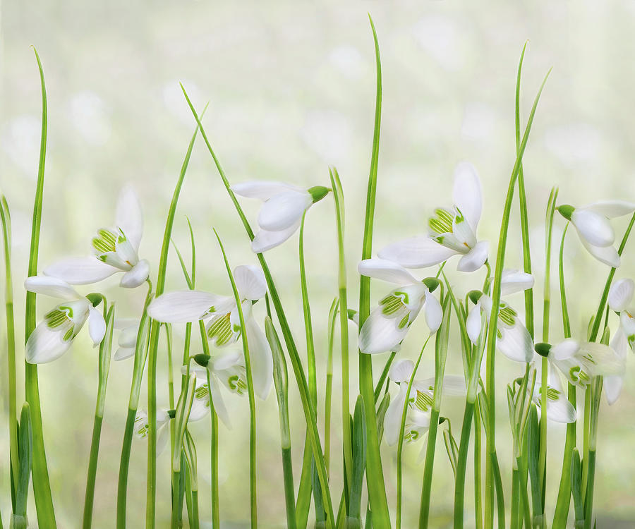 Flower Photograph - Meadow Of Snowdrops by Sharon Williams
