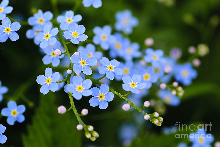 Small Photograph - Meadow Plant Background Blue Little by Oksana Shufrych Small Photograph - Meadow Plant Background Blue Little by Oksana Shufrych