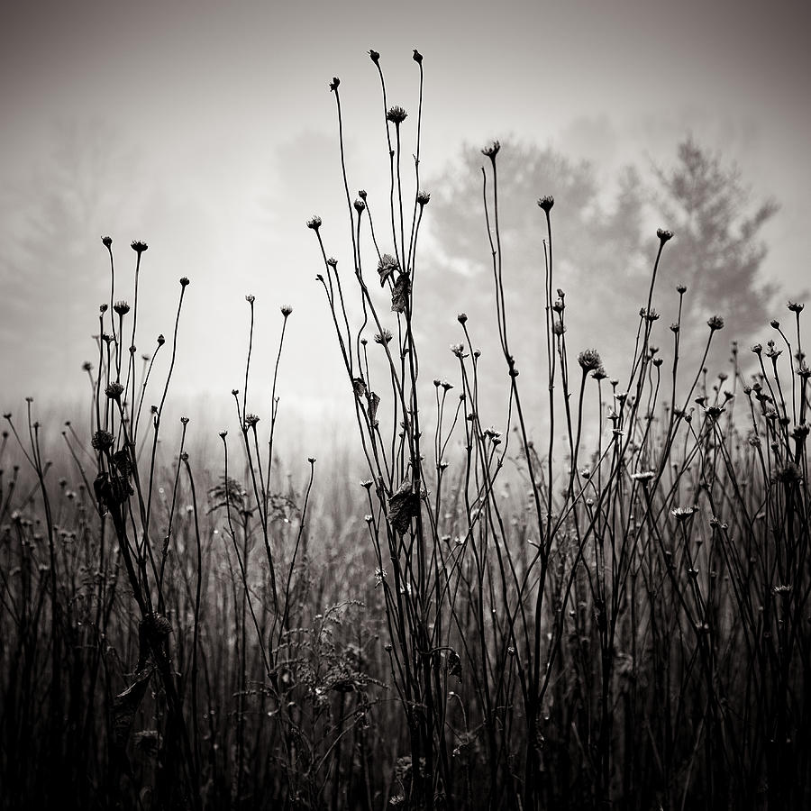 Black And White Photograph - Meadow Plants 1 by Louis Wallach