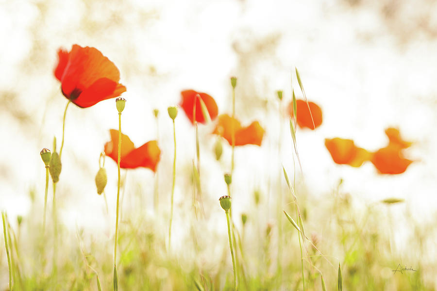 Flower Photograph - Meadow Poppies by Aledanda