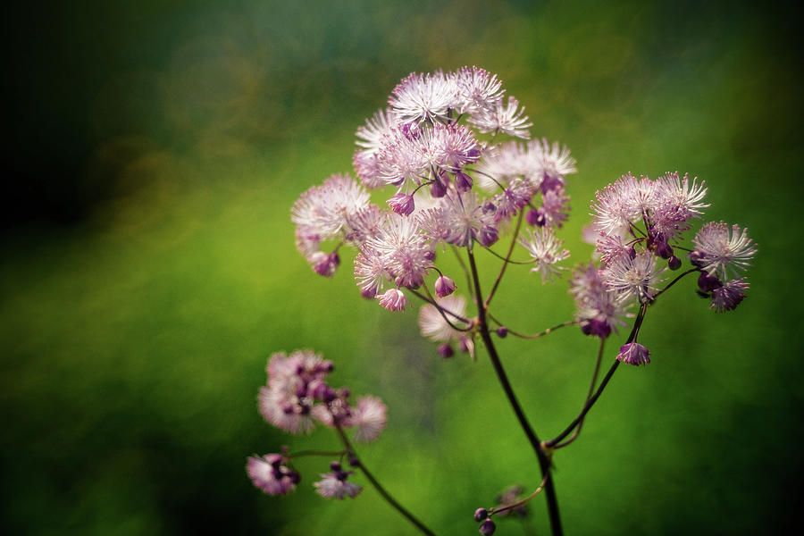 Meadow Rue In Sunlight Photograph by By Kelly Sereda © 2011