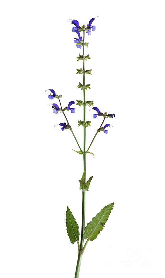 Meadow Sage (salvia Pratensis) Photograph by Riccardo Bianchini/science Photo Library