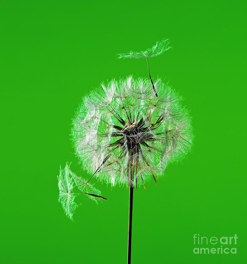Meadow Salsify Seedhead Photograph by Martyn F. Chillmaid/science Photo Library