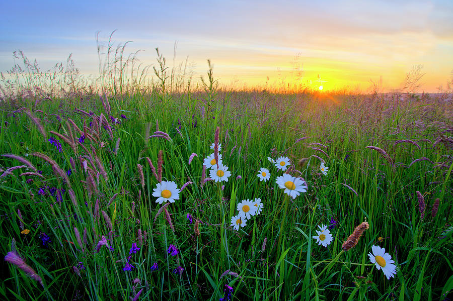 Meadow Sunrise Photograph by Doug Chinnery