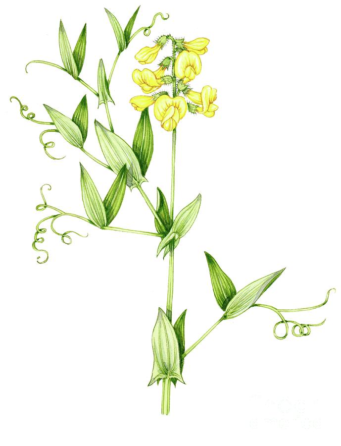 Meadow Vetchling (lathyrus Pratensis) Photograph by Lizzie Harper/science Photo Library
