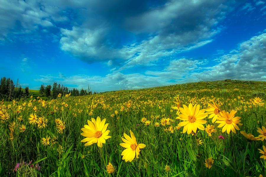 Meadow Wildlfowers, Yellowstone National Park Photograph by Mountain Dreams