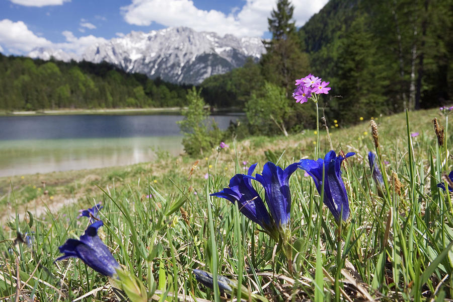 Meadow With Gentian Bavarian Alps Upper Bavaria Germany Photograph By Konrad Wothe Fine Art