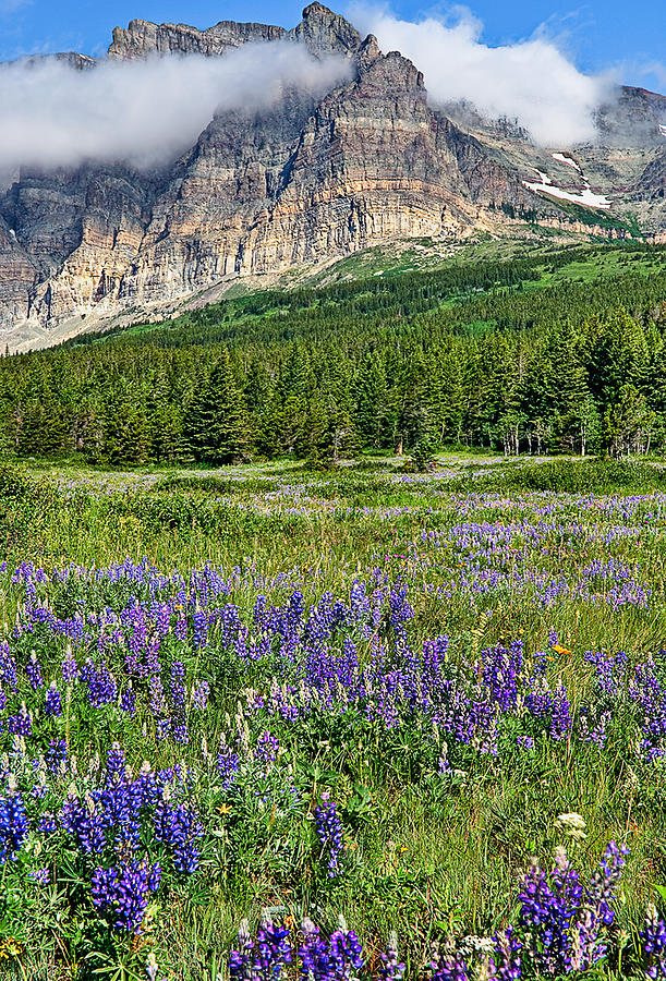 Nature Photograph - Meadow With Lupines by Merilee Phillips