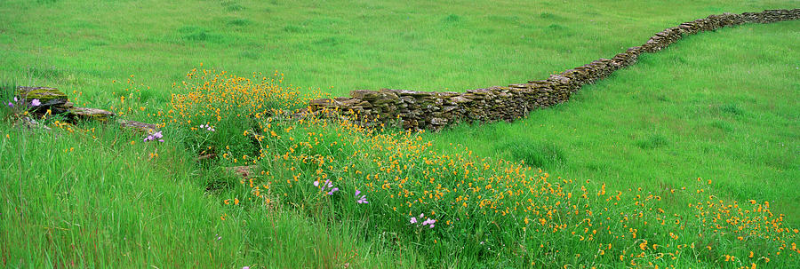 Meadow With Stone Wall And Wildflowers Photograph by Mint Images - David Schultz