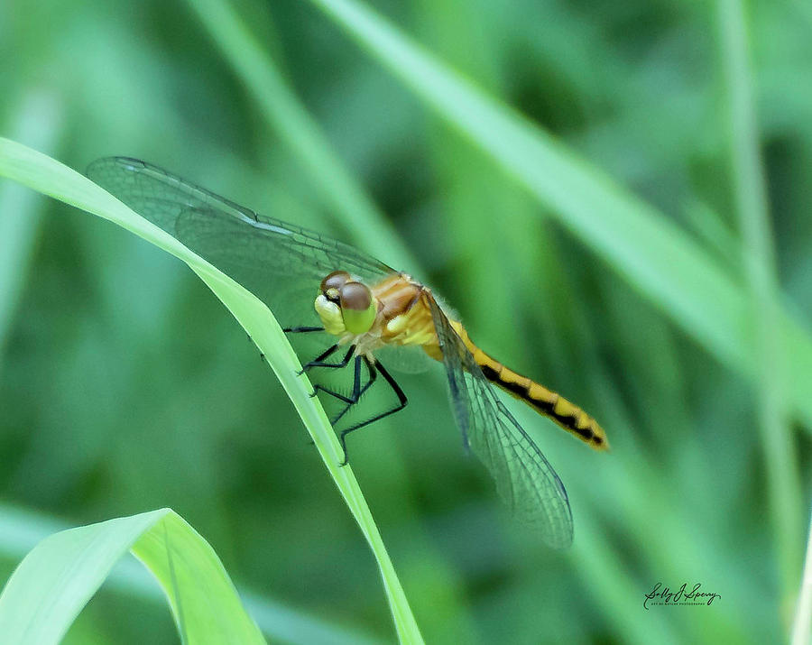 Meadowhawk by Sally Sperry Meadowhawk by Sally Sperry