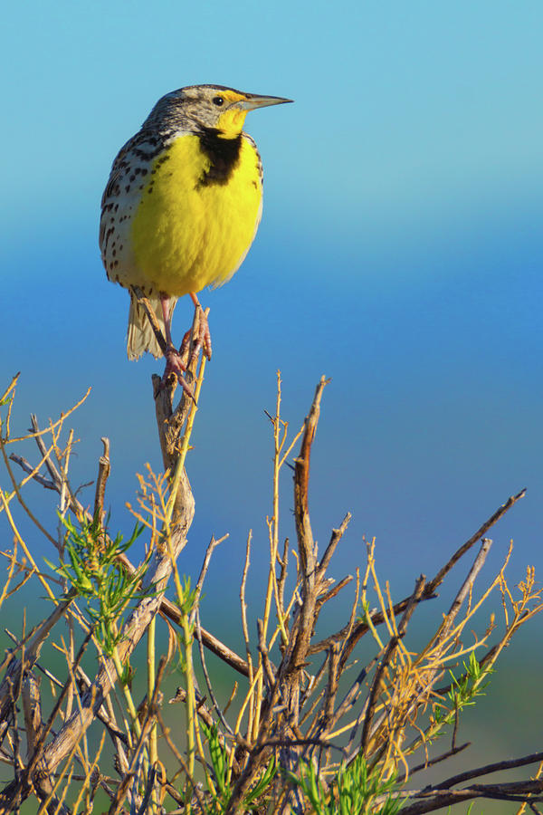 Meadowlark Photograph by John De Bord