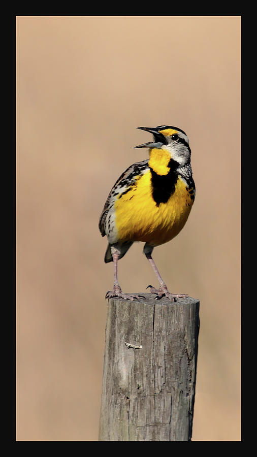 Meadowlark Trilogy 3 by HH Photography of Florida Meadowlark Trilogy 3 by HH Photography of Florida