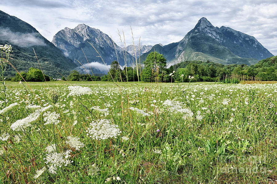 Meadows Outside Bovec Photograph by Norman Gabitzsch