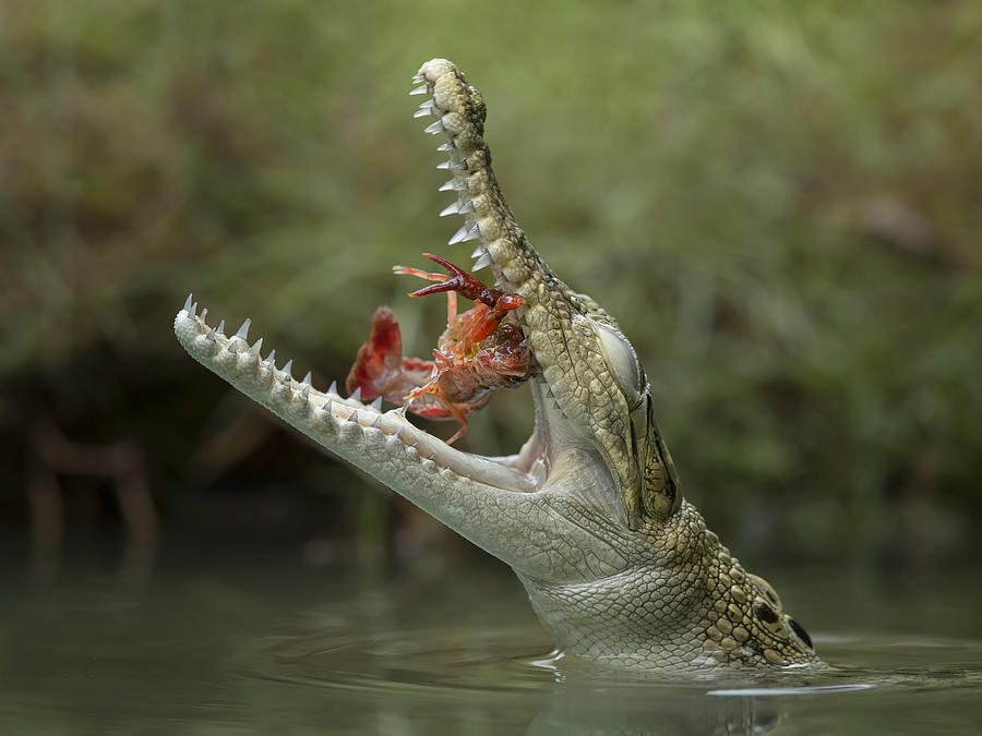 Crocodile Photograph - Meal Time by Tantoyensen