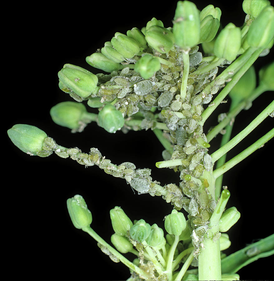 Mealy Cabbage Aphid Photograph by Nigel Cattlin Fine Art America