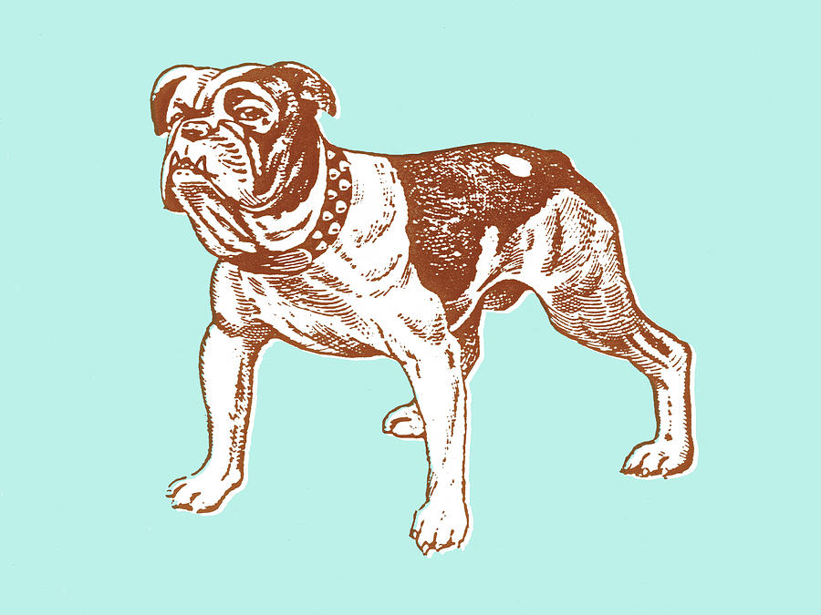 Vintage Drawing - Mean dog by CSA Images