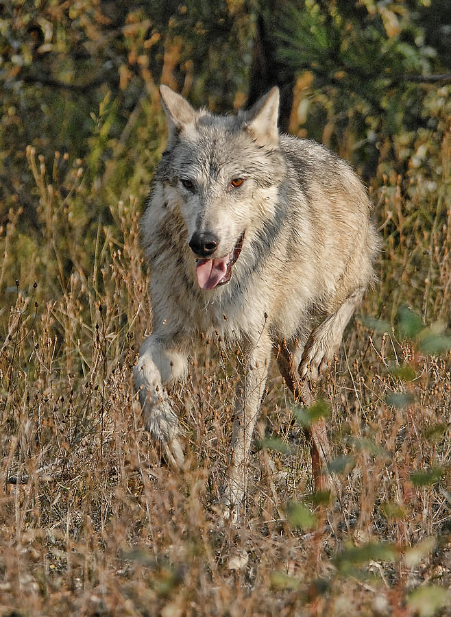 Meandering Wolf Photograph by Wade Aiken
