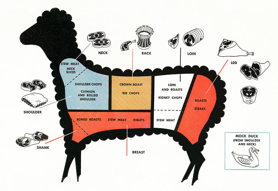 Sheep Drawing - Meat Diagram: Sheep by CSA Images