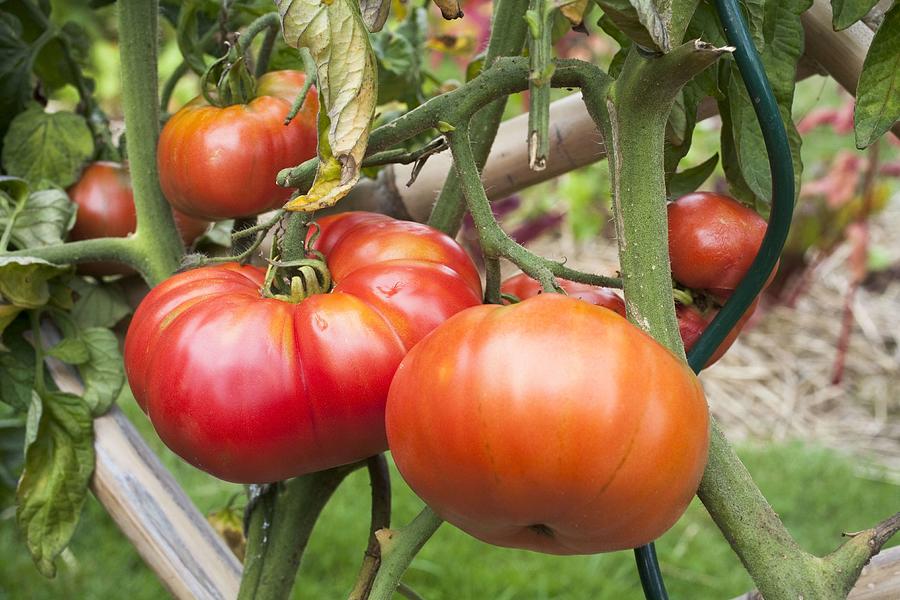 meat-tomatoes-orenbourg-giant-photograph-by-noun-fine-art-america