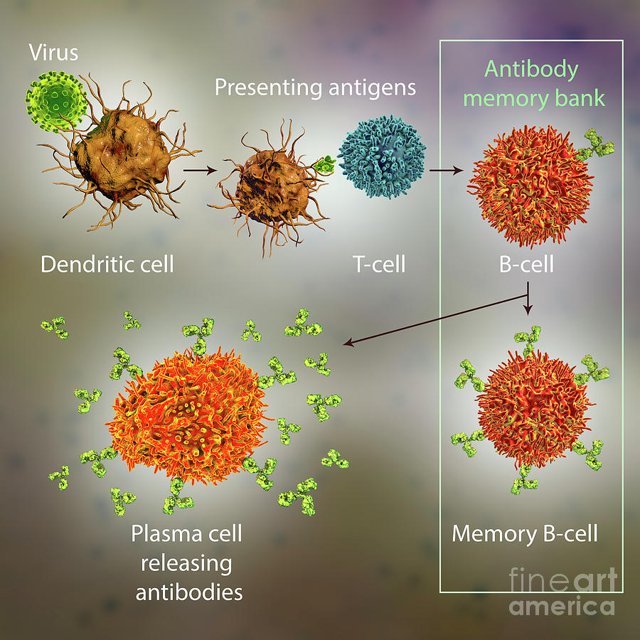 Mechanisms Of Immune Defence Against Viruses Photograph By Kateryna Kon Science Photo Library
